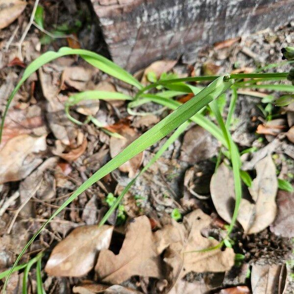 Tradescantia ohiensis Fulla