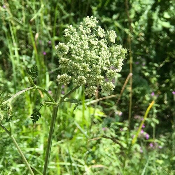 Selinum carvifolium Flor