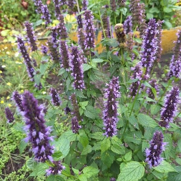 Agastache foeniculum Flower