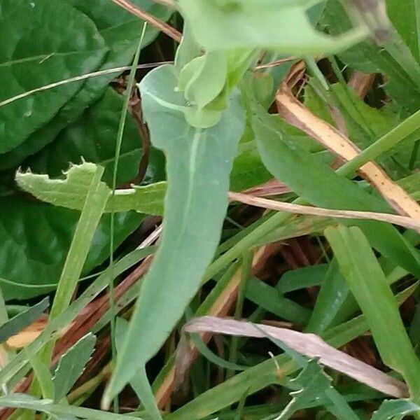 Hypochaeris albiflora 葉