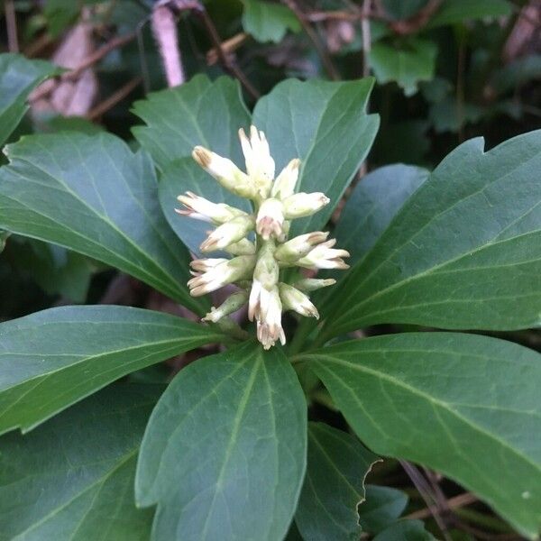 Pachysandra terminalis 花