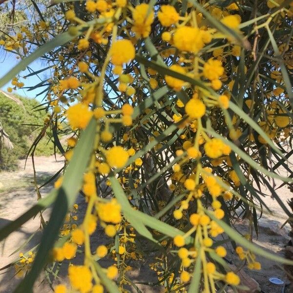 Acacia saligna ফুল