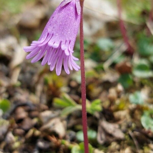 Soldanella pusilla Flower