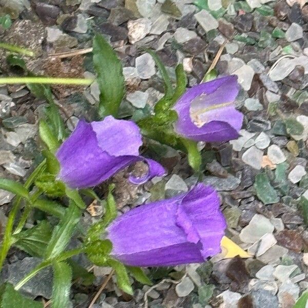 Campanula medium फूल