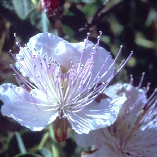 Capparis spinosa Floare