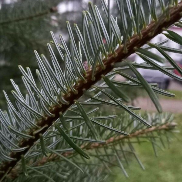 Abies nordmanniana Blatt