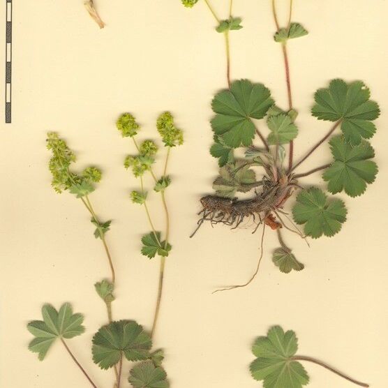 Alchemilla glaucescens Egyéb