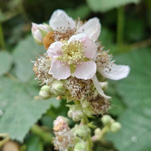 Rubus pruinosus Blüte