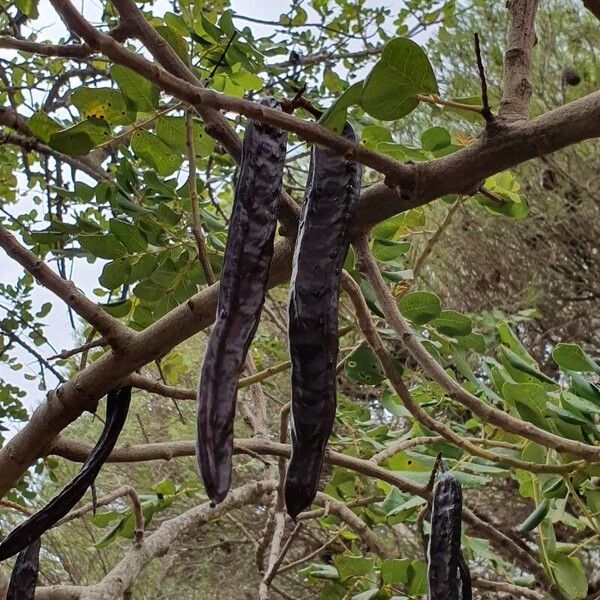 Ceratonia siliqua Fruit