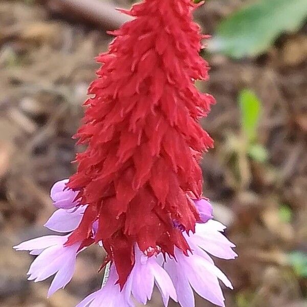 Primula vialii Flower