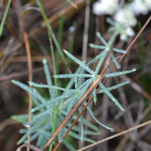 Galium glaucum Φύλλο