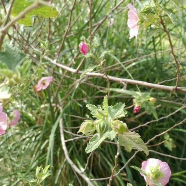 Anisodontea scabrosa Leaf