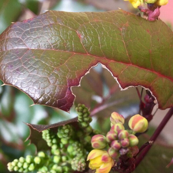 Berberis aquifolium Çiçek