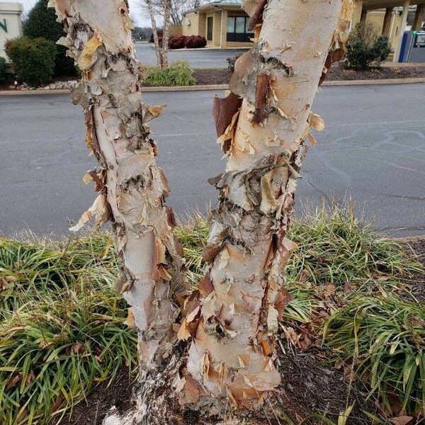 Betula nigra Кора