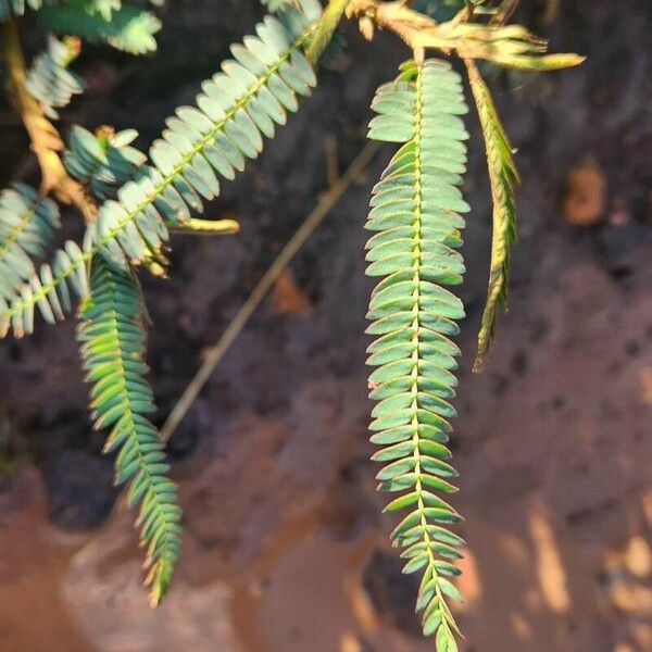 Chamaecrista mimosoides Blad