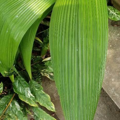 Curculigo capitulata Leaf