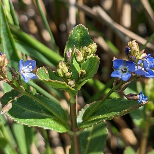 Veronica beccabunga Flower