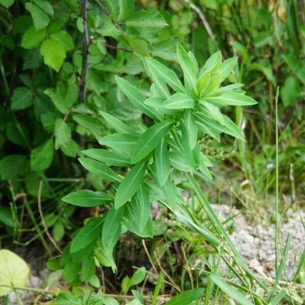 Euphorbia platyphyllos Feuille
