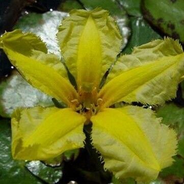 Nymphoides peltata Blomma