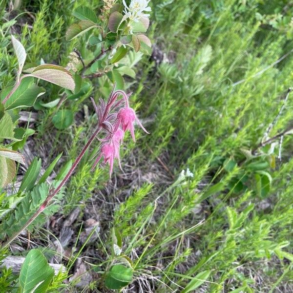 Geum triflorum Kvet