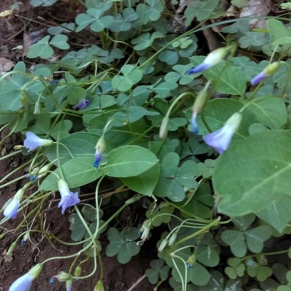 Clitoria mariana Çiçek