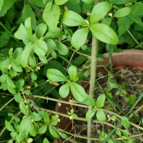 Ligustrum vulgare Кора