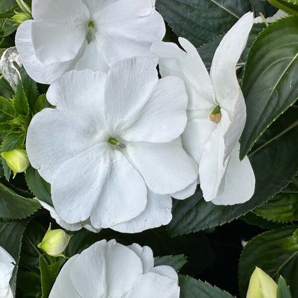 Impatiens walleriana Flower