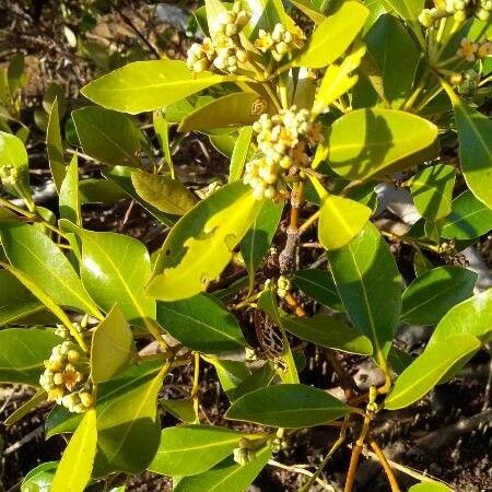 Avicennia marina পাতা