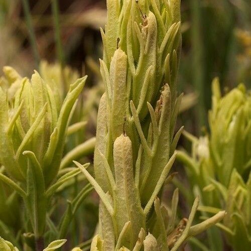 Castilleja cusickii Habit