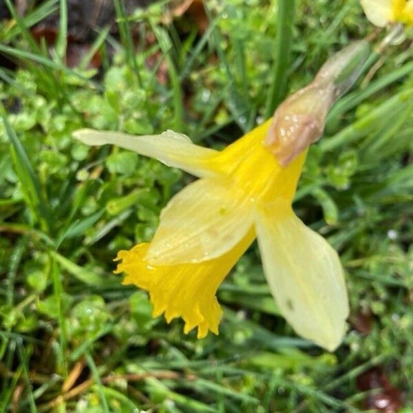 Narcissus bicolor Flower