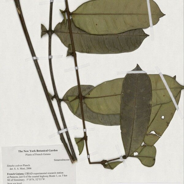 Homalolepis cedron Leaf