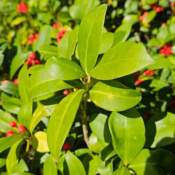 Skimmia japonica Blad