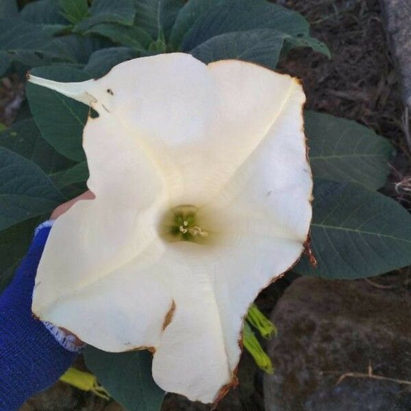 Datura wrightii फूल