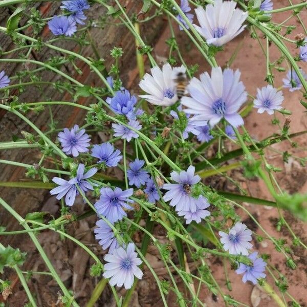 Cichorium endivia 花