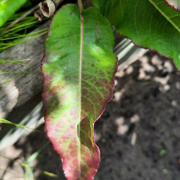 Rumex aquaticus Leaf