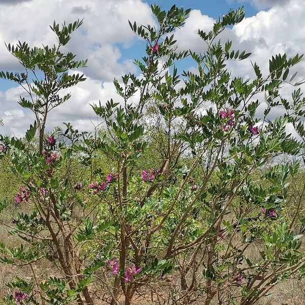 Mundulea sericea Elinympäristö