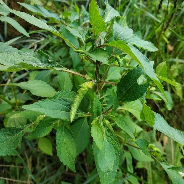 Elsholtzia ciliata Blomma