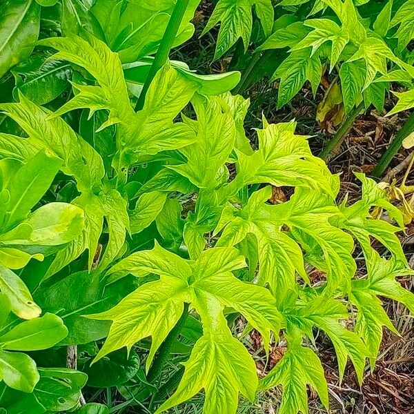 Tacca leontopetaloides Leaf