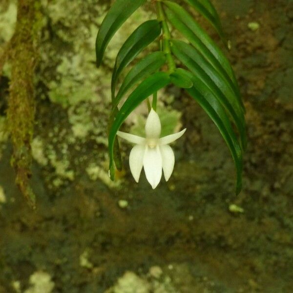 Angraecum ramosum Цветок