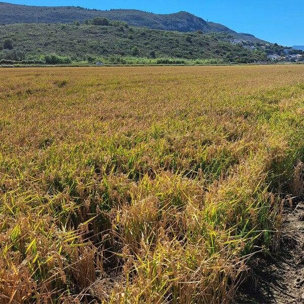 Oryza sativa Habitus