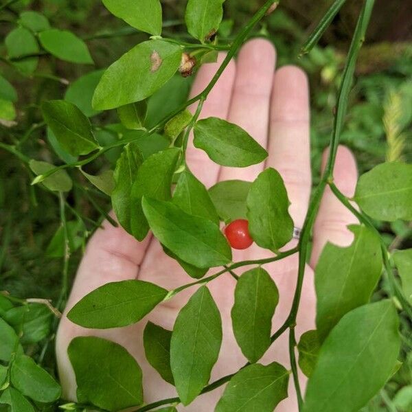 Vaccinium parvifolium Fruit