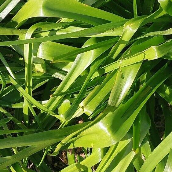 Scilla peruviana Leaf