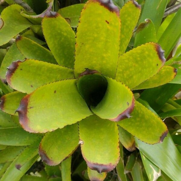 Aechmea nudicaulis Blad