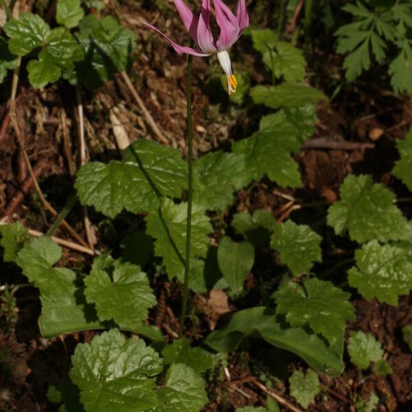 Erythronium revolutum Staniste