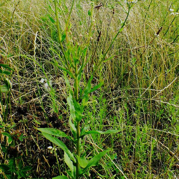 Erigeron annuus Hábito