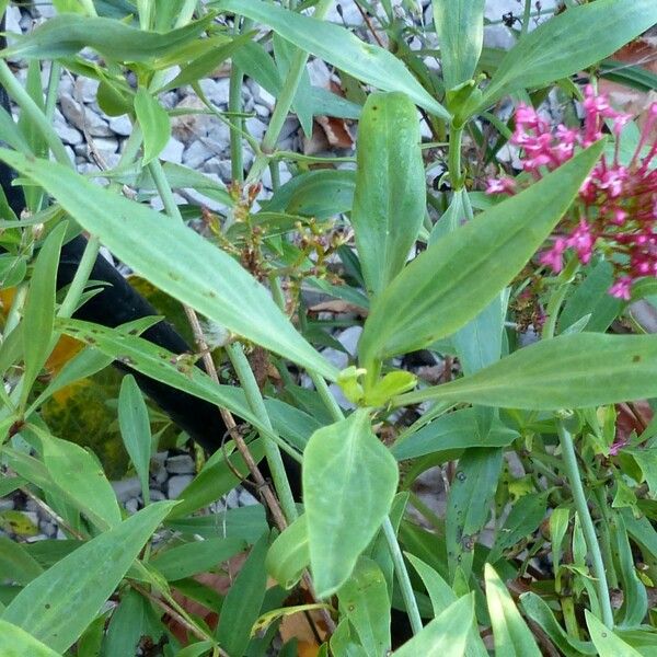Centranthus ruber 叶