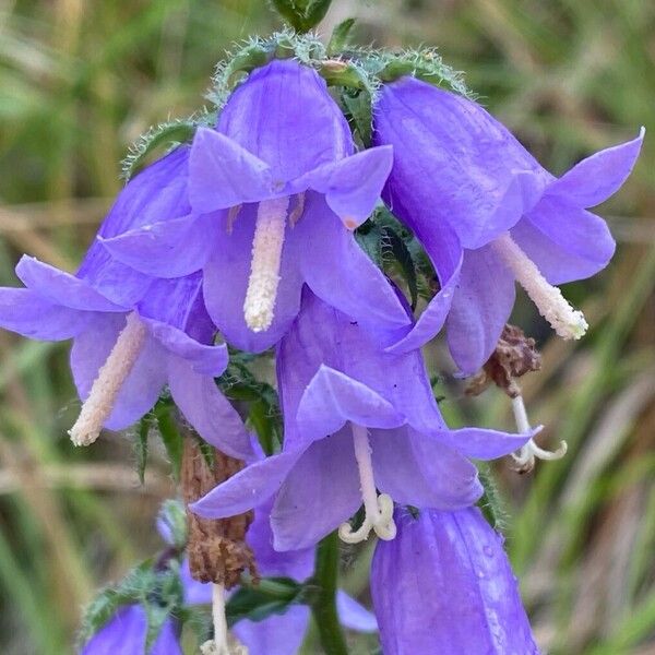 Campanula sibirica ᱵᱟᱦᱟ