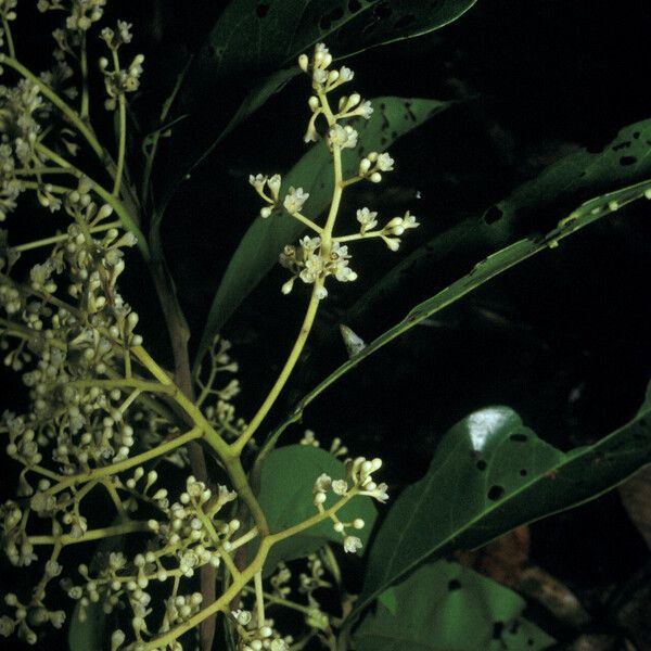 Ocotea cinerea Blodyn