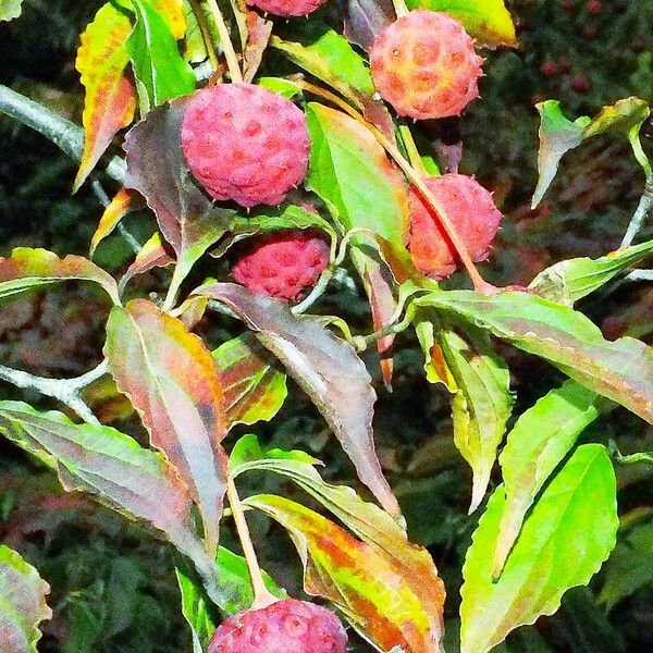 Cornus capitata Fruitua