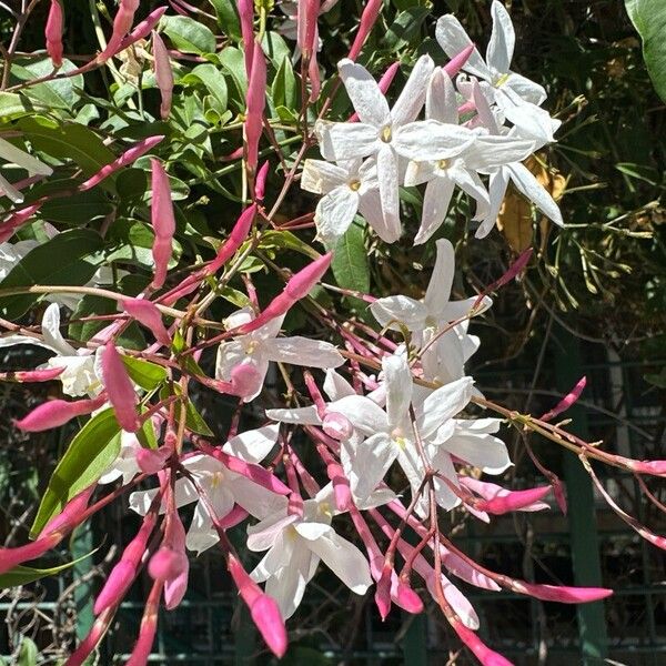 Jasminum polyanthum Fleur